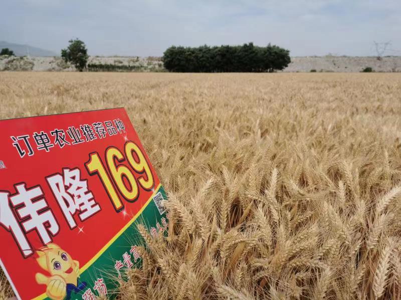 重磅！集團(tuán)兩項產(chǎn)品入選農(nóng)業(yè)農(nóng)村部2023年農(nóng)業(yè)主導(dǎo)品種